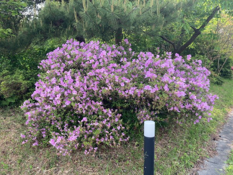 「世界遺産の隠れ宿 果実の森」の敷地内の庭（「果実の森庭園」）で咲いていたツツジの花