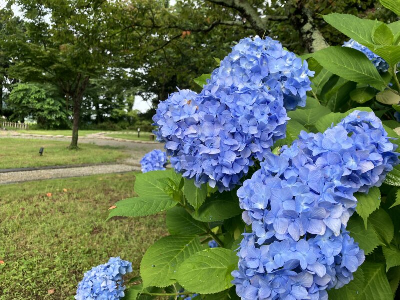 「NIPPONIA 白鷹 源内邸」の敷地内の庭で咲いていた朝顔の花